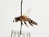  (Andrena medeninensis donata - TJW_1244)  @11 [ ] nrr (2023) Unspecified Thomas Wood