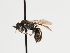  (Hylaeus oenanthe - TJW_1417)  @11 [ ] nrr (2023) Unspecified Thomas Wood