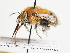  (Anthophora blanda - TJW_1539)  @11 [ ] nrr (2023) Unspecified Thomas Wood