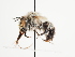  (Anthophora romandii - TJW_1584)  @11 [ ] nrr (2023) Unspecified Thomas Wood