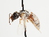  (Halictus nasica - TJW_1665)  @11 [ ] nrr (2023) Unspecified Thomas Wood