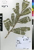  (Banksia serrata - MEK038)  @11 [ ] CreativeCommons - Attribution Non-Commercial Share-Alike (2012) Mamadi Theresa Sethusa University of Johannesburg