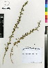  (Chenopodium carinatum - MEK224)  @11 [ ] CreativeCommons - Attribution Non-Commercial Share-Alike (2012) Mamadi Theresa Sethusa University of Johannesburg