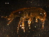  (Gammarus obtusatus - WSBS0856)  @12 [ ] Unspecified (default): All Rights Reserved (2011) Neretina T.V. Moscow State University, White Sea Biological Station