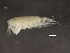  (Euchaetidae - MGDSt-C13-1)  @14 [ ] CreativeCommons - Attribution (2013) CBG Photography Group Centre for Biodiversity Genomics
