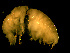  (Orchomenella minuta - L90AR1-05)  @13 [ ] CreativeCommons - Attribution (2010) Unspecified Centre for Biodiversity Genomics