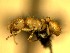  (Pheidole ACZ4759 - HICD_B3_A)  @12 [ ] CreativeCommons - Attribution (2016) David Donoso Universidad de Cuenca