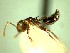  (Crematogaster sp1 - HICD_J13)  @11 [ ] CreativeCommons - Attribution (2016) David Donoso Universidad de Cuenca