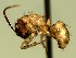  (Camponotus AAW0798 - KY_09_0016_1)  @12 [ ] CreativeCommons - Attribution (2016) David Donoso Universidad de Cuenca