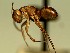  (Camponotus ADG3642 - KY_13_102_0226)  @14 [ ] CreativeCommons - Attribution (2016) David Donoso Universidad de Cuenca
