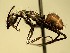  (Camponotus AAW0782 - KY_13_102_0746)  @14 [ ] CreativeCommons - Attribution (2016) David Donoso Universidad de Cuenca