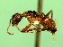  (Camponotus AAW0780 - Na_071_2)  @13 [ ] CreativeCommons - Attribution (2016) David Donoso Escuela Politécnica Nacional