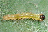  (Dura sp. ACM4458 - YAWCATCR0277)  @12 [ ] CreativeCommons - Attribution Non-Commercial Share-Alike (2015) C. Redmond Czech Academy of Sciences