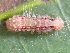  (Nudaria sp. ACM4366 - YAWCATCR0301)  @12 [ ] CreativeCommons - Attribution Non-Commercial Share-Alike (2015) C. Redmond Czech Academy of Sciences