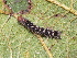 (Euproctis sp. ABW8356 - YAWCATCR0727)  @12 [ ] CreativeCommons - Attribution Non-Commercial Share-Alike (2015) C. Redmond Czech Academy of Sciences