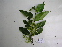  (Dipentodontaceae - YAWPLANTCR41)  @11 [ ] CreativeCommons - Attribution Non-Commercial Share-Alike (2016) C. Redmond Czech Academy of Sciences