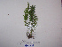  (Asplenium sancti-christofori - YAWPLANTCR85)  @11 [ ] CreativeCommons - Attribution Non-Commercial Share-Alike (2016) C. Redmond Czech Academy of Sciences