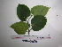 (Piper melula - YAWPLANTCR90)  @11 [ ] CreativeCommons - Attribution Non-Commercial Share-Alike (2016) C. Redmond Czech Academy of Sciences