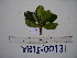  (Ficus adenosperma - YAWPLANTCR109)  @11 [ ] CreativeCommons - Attribution Non-Commercial Share-Alike (2016) C. Redmond Czech Academy of Sciences