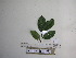  (Lithocarpus celebicus - YAWPLANTCR200)  @11 [ ] CreativeCommons - Attribution Non-Commercial Share-Alike (2016) C. Redmond Czech Academy of Sciences