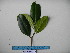  (Ficus hombroniana - YAWPLANTCR284)  @11 [ ] CreativeCommons - Attribution Non-Commercial Share-Alike (2016) C. Redmond Czech Academy of Sciences