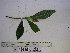  (Saurauia purgans - YAWPLANTCR311)  @11 [ ] CreativeCommons - Attribution Non-Commercial Share-Alike (2016) C. Redmond Czech Academy of Sciences