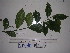  (Steganthera ilicifolia - YAWPLANTCR345)  @11 [ ] CreativeCommons - Attribution Non-Commercial Share-Alike (2016) C. Redmond Czech Academy of Sciences