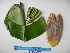  (Musa peekelii - YAWPLANTCR373)  @11 [ ] CreativeCommons - Attribution Non-Commercial Share-Alike (2016) C. Redmond Czech Academy of Sciences