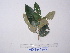  (Alphitonia - YAWPLANTCR431)  @11 [ ] CreativeCommons - Attribution Non-Commercial Share-Alike (2016) C. Redmond Czech Academy of Sciences