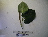  (Piper recessum - YAWPLANTCR458)  @11 [ ] CreativeCommons - Attribution Non-Commercial Share-Alike (2016) C. Redmond Czech Academy of Sciences