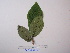  (Ficus iodotricha - YAWPLANTCR478)  @11 [ ] CreativeCommons - Attribution Non-Commercial Share-Alike (2016) C. Redmond Czech Academy of Sciences