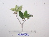  (Ficus rubrivestimenta - YAWPLANTCR481)  @11 [ ] CreativeCommons - Attribution Non-Commercial Share-Alike (2016) C. Redmond Czech Academy of Sciences