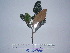  (Saurauia congestiflora - YAWPLANTCR488)  @11 [ ] CreativeCommons - Attribution Non-Commercial Share-Alike (2016) C. Redmond Czech Academy of Sciences