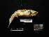  (Ixobrychus cinnamomeus - 2011-1050)  @12 [ ] Copyright (2013) Takema  Saitoh Yamashina Institute for Ornithology