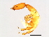  (Sycoscapter sp. 1-AUR - AUR-M.3-HN-5)  @14 [ ] CreativeCommons - Attribution (2008) Unspecified Centre for Biodiversity Genomics