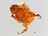  (Wiebesia pumilae-PUM - PUM-M.0-HN-6)  @11 [ ] CreativeCommons - Attribution (2008) Unspecified Centre for Biodiversity Genomics