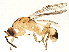  (Eurytomidae - BEN-M11-2 -HN-8)  @15 [ ] Unspecified (default): All Rights Reserved  Unspecified Unspecified