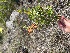  (Rhus aromatica - YNP_HKH059)  @11 [ ] CreativeCommons  Attribution Non-Commercial (by-nc) (2024) Unspecified Yellowstone National Park Herbarium 