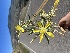  ( - YNP_HKH191)  @11 [ ] CreativeCommons  Attribution Non-Commercial (by-nc) (2024) Unspecified Yellowstone National Park Herbarium