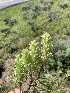  (Castilleja pilosa var. longispica - YNP_HKH215)  @11 [ ] CreativeCommons  Attribution Non-Commercial (by-nc) (2024) Unspecified Yellowstone National Park Herbarium 