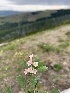  ( - YNP_HKH267)  @11 [ ] CreativeCommons  Attribution Non-Commercial (by-nc) (2024) Unspecified Yellowstone National Park Herbarium 