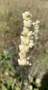  (Saxifragaceae - YNP_HKH284)  @11 [ ] CreativeCommons  Attribution Non-Commercial (by-nc) (2024) Unspecified Yellowstone National Park Herbarium 