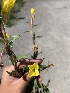  (Oenothera villosa strigosa - YNP_HKH286)  @11 [ ] CreativeCommons  Attribution Non-Commercial (by-nc) (2024) Unspecified Yellowstone National Park Herbarium 