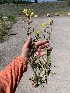  (Oenothera villosa - YNP_HKH286)  @11 [ ] CreativeCommons  Attribution Non-Commercial (by-nc) (2024) Unspecified Yellowstone National Park Herbarium 