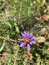  (Eurybia integrifolia - YNP_HKH290)  @11 [ ] CreativeCommons  Attribution Non-Commercial (by-nc) (2024) Unspecified Yellowstone National Park Herbarium 