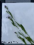  (Erigeron peregrinus var. scaposus - YNP_HKH299)  @11 [ ] CreativeCommons  Attribution Non-Commercial (by-nc) (2024) Unspecified Yellowstone National Park Herbarium 