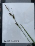  (Carex nebrascensis - YNP_HKH301)  @11 [ ] CreativeCommons  Attribution Non-Commercial (by-nc) (2024) Unspecified Yellowstone National Park Herbarium 