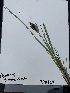  (Carex kelloggii - YNP_HKH312)  @11 [ ] CreativeCommons  Attribution Non-Commercial (by-nc) (2024) Unspecified Yellowstone National Park Herbarium 