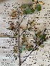  (Betula occidentalis - YNP_HKH354)  @11 [ ] CreativeCommons  Attribution Non-Commercial (by-nc) (2024) Unspecified Yellowstone National Park Herbarium 