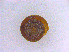  (Trochomorpha rhysa - BORMOL6354)  @11 [ ] CreativeCommons  Attribution Non-Commercial Share-Alike (2017) Chang Zi Yuan Universiti Malaysia Sabah, BORNEENSIS Reference Collection Centre